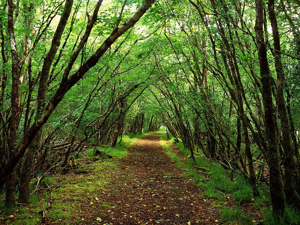 Rossacroo-na-loo Wood, Near Kilgarvan, County Kerry, Ireland